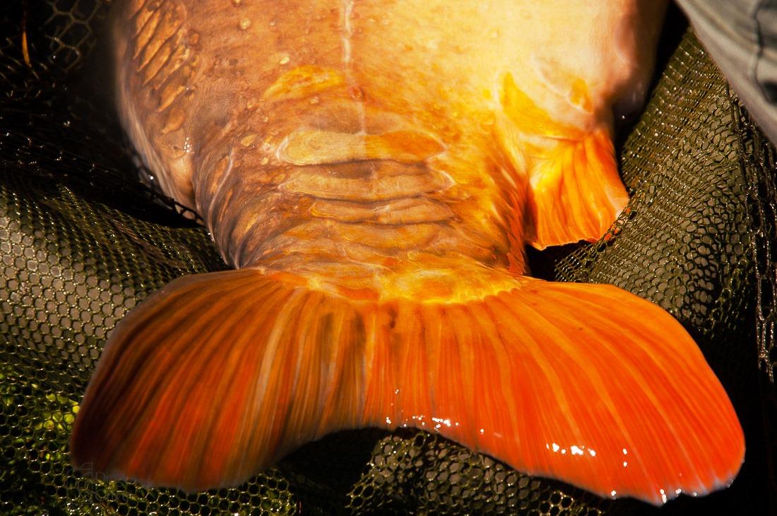 cenusaru 15 septembrie - 17 septemb 2017 - 3g.jpg